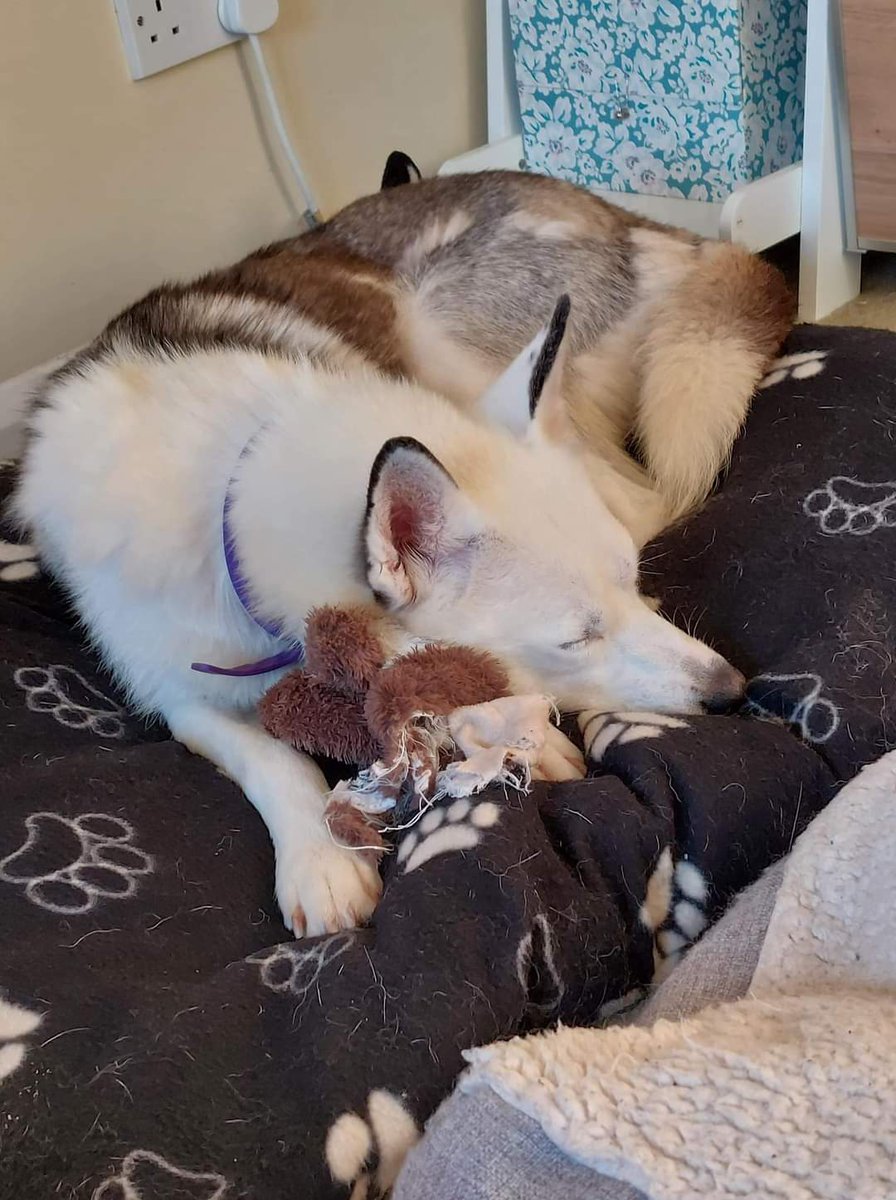 Libby is looking for a forever home 🏡 

This beautiful girl will require a calm and patient home who is willing to continue building her confidence. 

To find out more, please visit our website 👇

8belowhuskyrescue.org/our-dogs/libby…