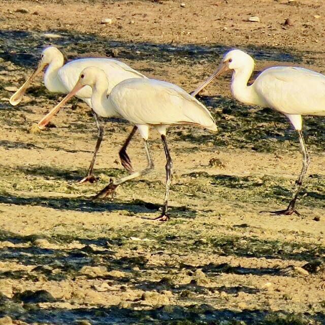vrundavs's tweet photo. A #waybackwednesday post~~
Eurasian spoonbills….
#migrants #birdsofoman #whereworktakesyou #memories #birds #Shoreline https://t.co/JsJEshPI7B