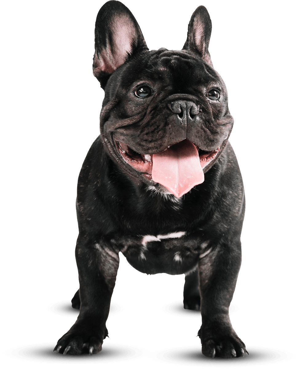 PetsPedia_'s tweet photo. We are providing the ultimate care for your pets. We know you treat your dog with the ultimate care at all times and we strive to match or even exceed that level of care. To know more - https://t.co/1F7OFUmKiO
#petairtransportation #petgroundtravel https://t.co/qhAOjcKuob