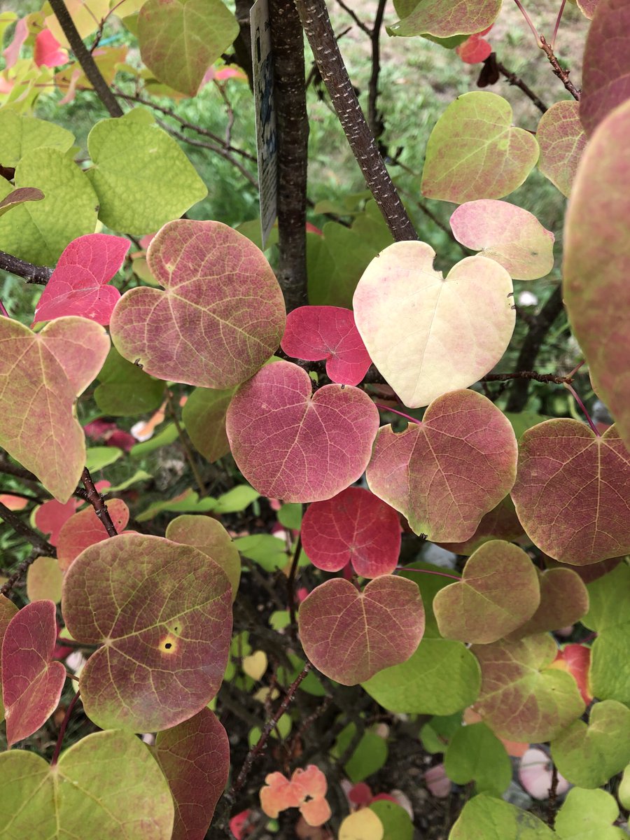 Autumn hearts are here #fall #autumn #leaves