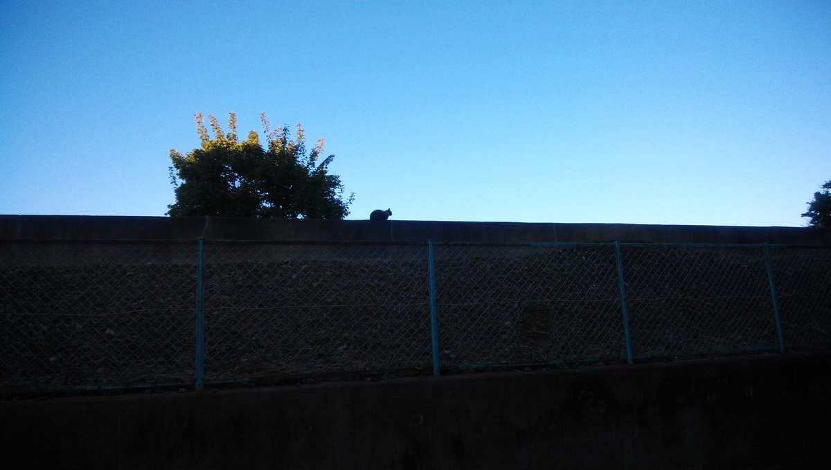 今日の朝です。