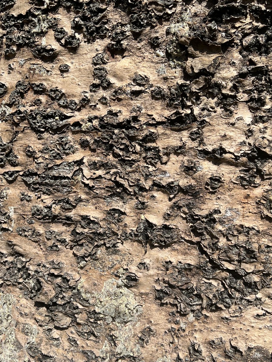 JudeStevens's tweet photo. #BeautifulBark of this Norfolk Island pine ๐ฒ#trees https://t.co/RkE1RUiOfC