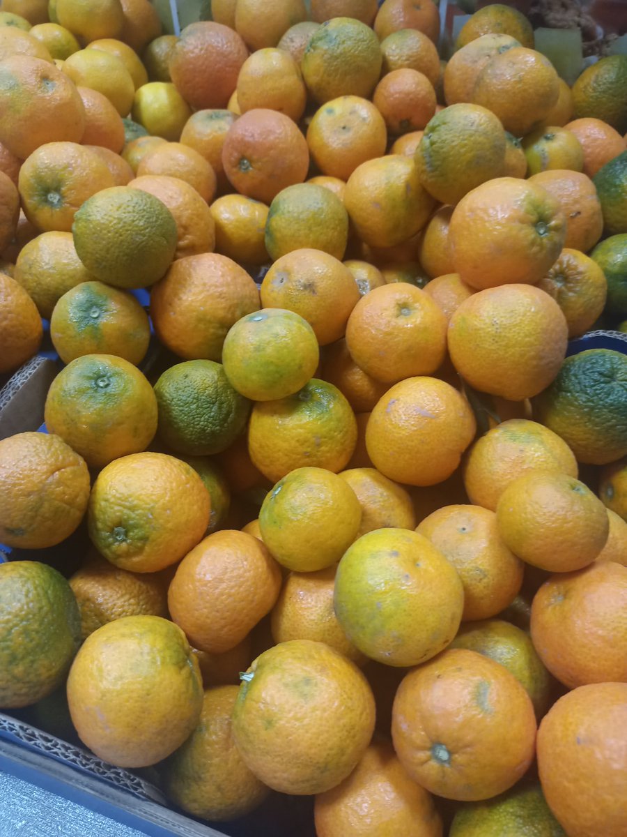AAgroal's tweet photo. Ya tenemos las primeras clementinas en la tienda. Como siempre directamente del campo a tu mesa 🍊

◼️

Ja tenim les primeres clementines en la tenda. Com sempre directament del camp a la taula 🍊

#naranjas #clementinas #taronges #orange #delaterreta #delcampoalamesa https://t.co/lzQOyHGaRt