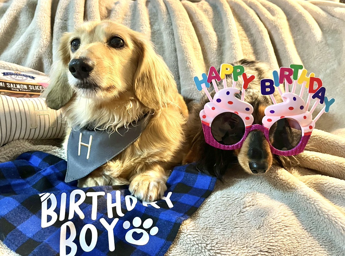 HuxandRosa's tweet photo. While I get all the #boops poor lil sis Rosa looks a bit silly 😂 Can you see how much fun she’s having!? 😂 #birthday #funnydog #brothersisterfun #party #perfect10 https://t.co/MuAPbDfWCY