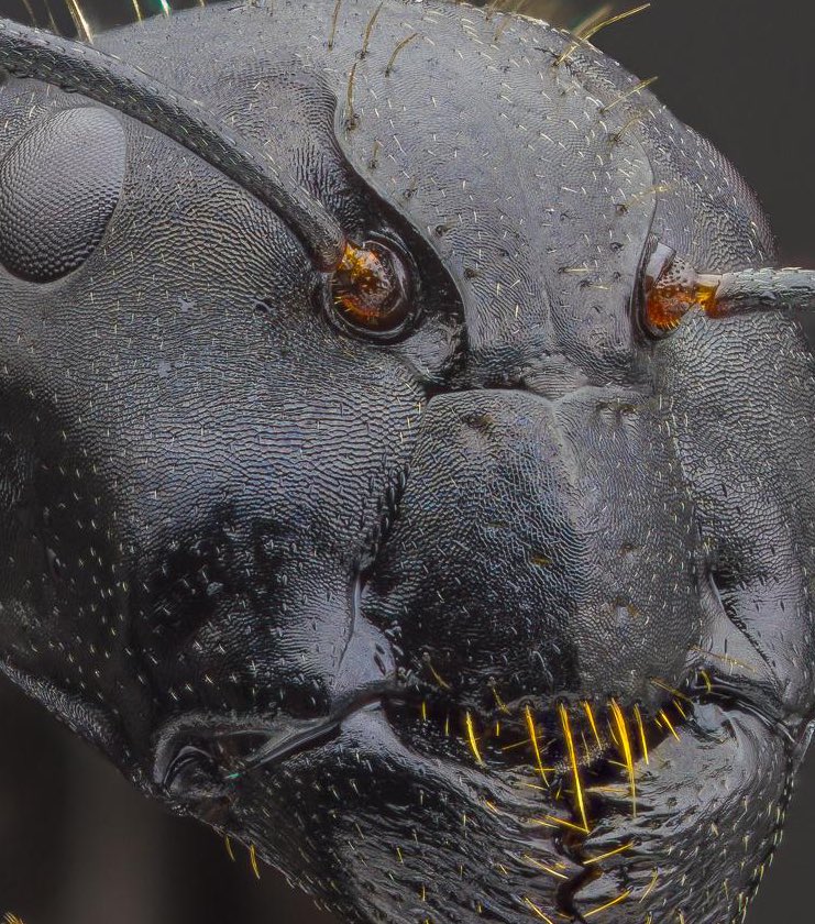 Valenwoody's tweet image. Как насчёт лица муравья под микроскопом?