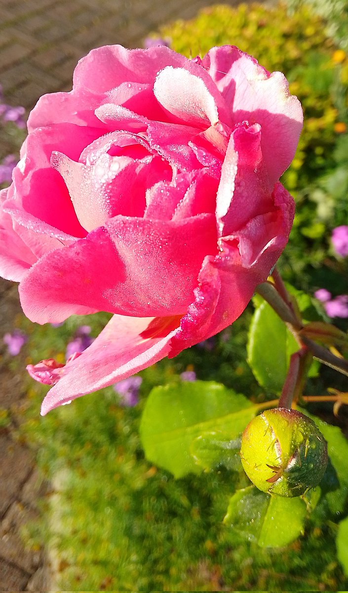 Wishing you a blooming lovely #RoseWednesday Dew covered from my neighbour's garden in the sun yesterday.  #Roses #positivity #joy #vitaminN