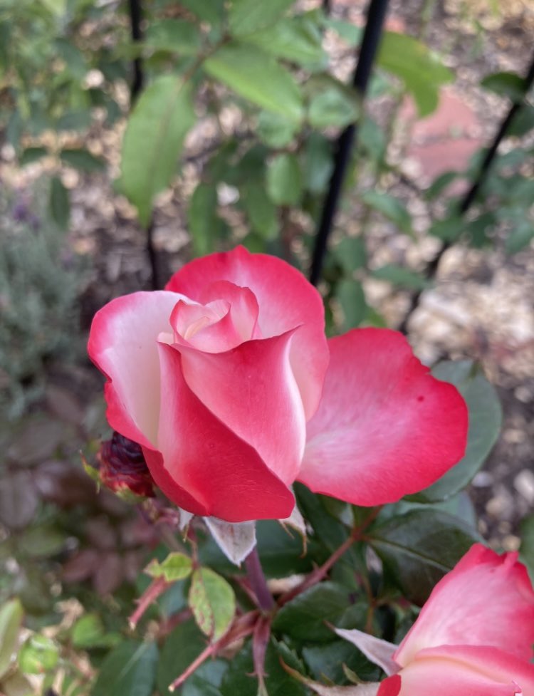 Happy #RoseWednesday , sharing the wonderful “Nostalgia” Rose with you this week . Every bloom  is different, the colours are just perfect and it has a lovely fragrance. I think it’s my favourite rose 🌹 of 2022❤️and it’s still going strong.Have a great rose filled day everyone,