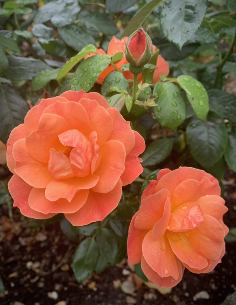 A favourite this year 😊#RoseWednesday