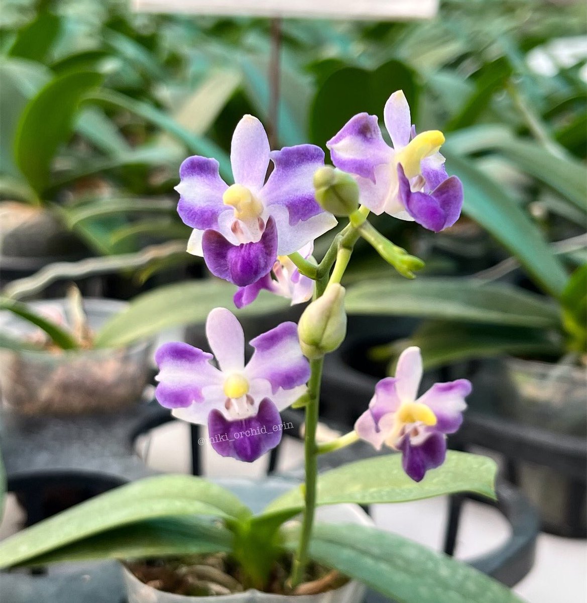 miki_orchid_'s tweet photo. Phal. Tying Shin Blue Jay ‘610’
#erinworkdiary #mikiorchid #orchid #orchids #orchideen #orhidee #орхидея #orquidea #orkide #orquídeas #orchidaceae #orchidlover #фаленопсисы #пелорик #peloric #peloricorchid #phalaenopsis #phalaenopsisorchid #tyingshinbluejay #phal_bluejay https://t.co/NQ2LHHXeeO