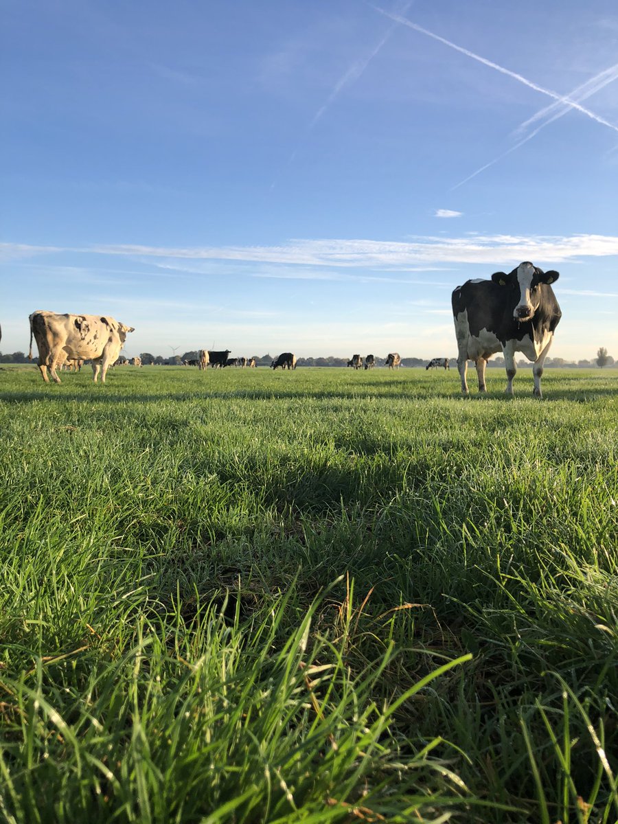 Bas Bassa tweet media