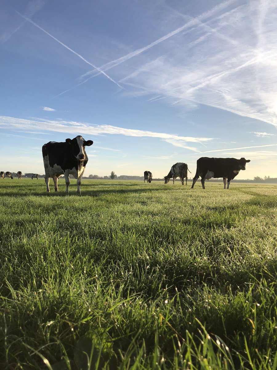 Bas Bassa tweet media