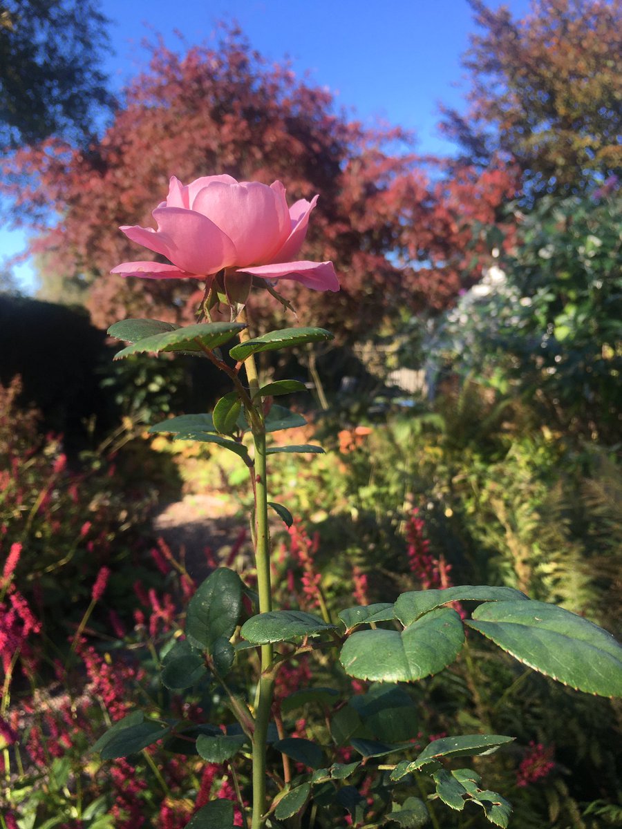 A lone ‘Queen of Sweden’ flower enjoying the sunshine yesterday afternoon in my garden 💚 #RoseWednesday