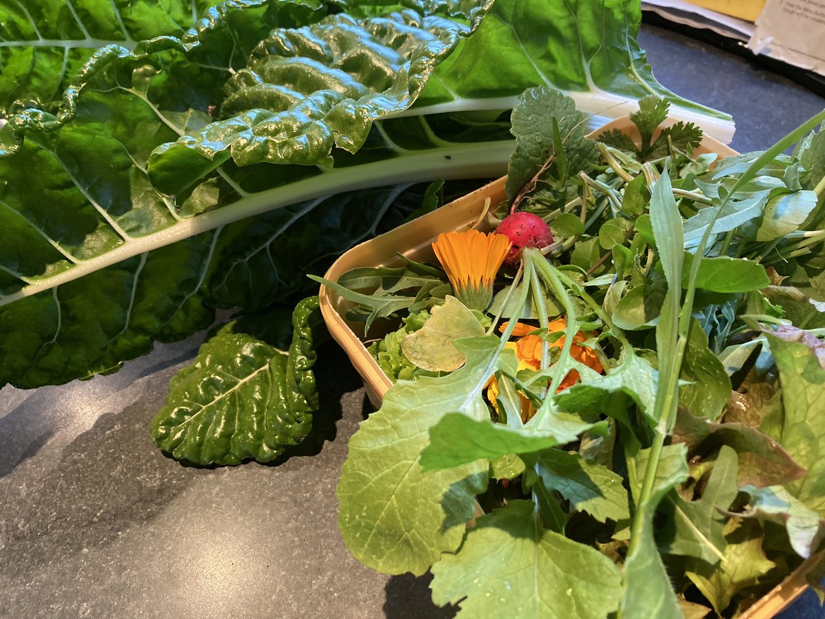 massive (&amp; inflation-proof😝) haul from the #garden tonight #vegetables