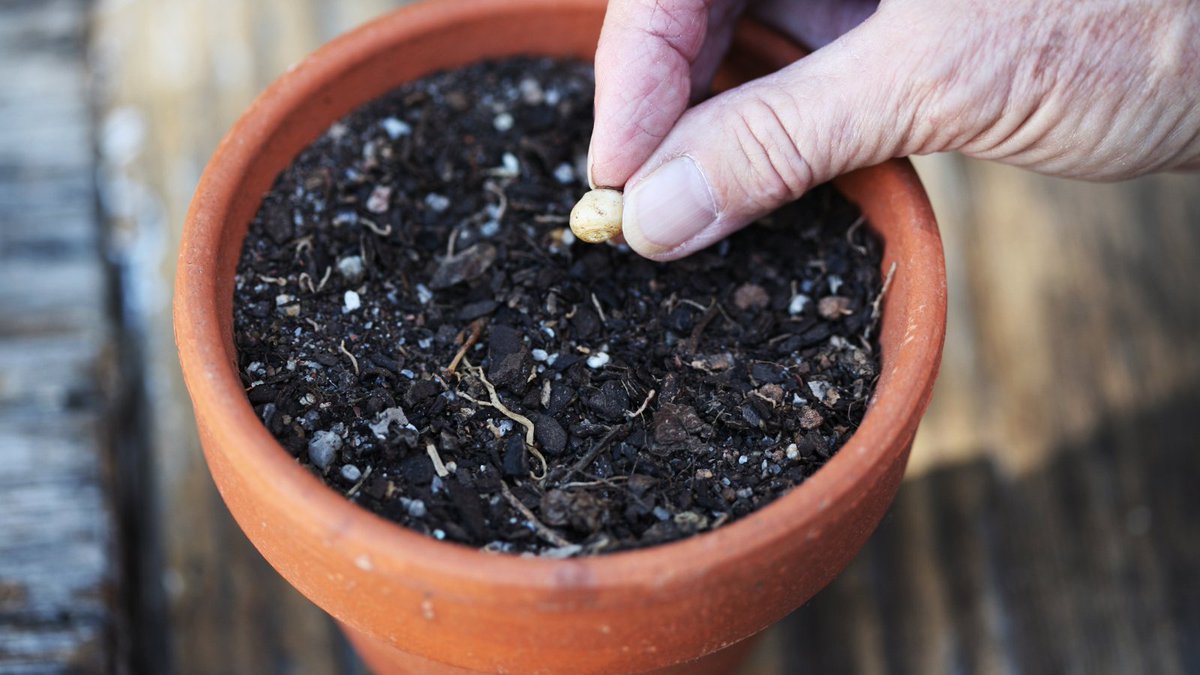 #WednesdayWisdom
"You have to get up and plant the seed and see if it grows, but you can't just wait around, you have to water it and take care of it." - Bootsy Collins 🌿

#motivationalquotes #quoteoftheday #getplanting #gardening #gardeningtwitter #famousquotes #loveyourgarden