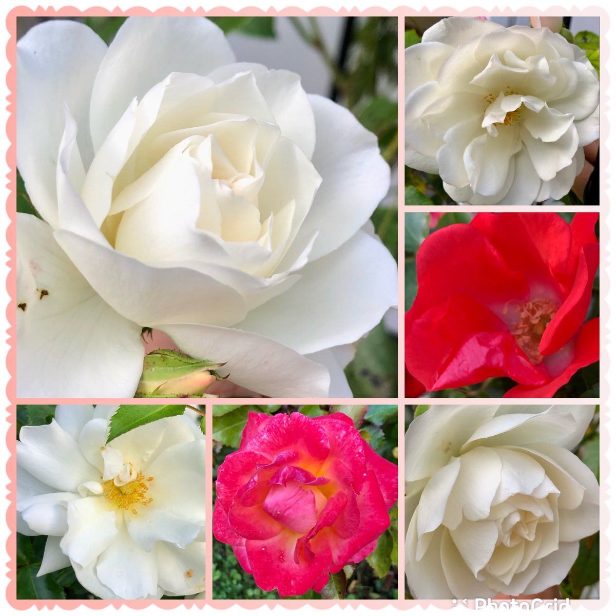 The white roses are making a comeback #RoseWednesday #roses #flower #Flowers #gardening #gardensoftwitter #mygarden
