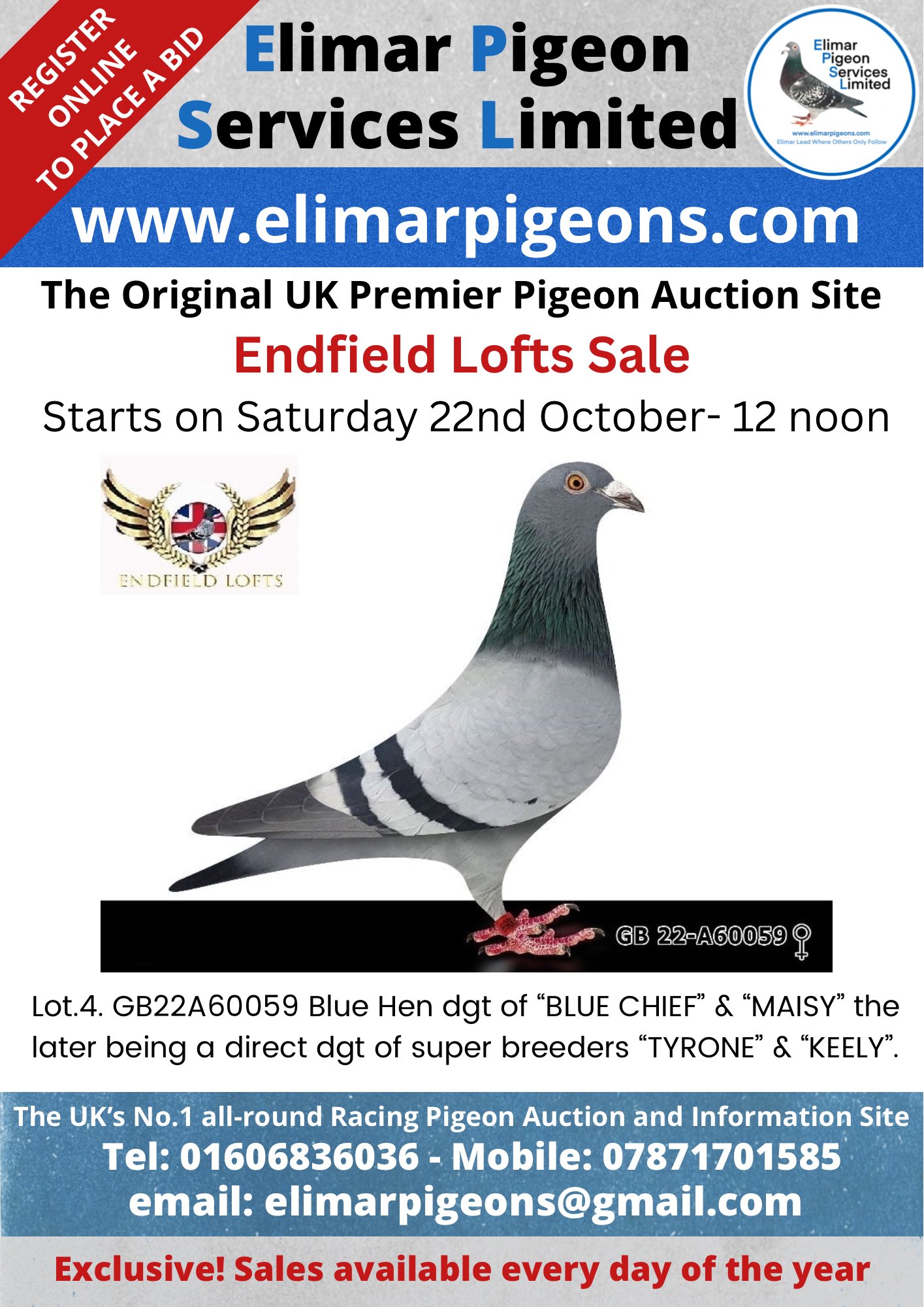 Pigeon for sale online outlet