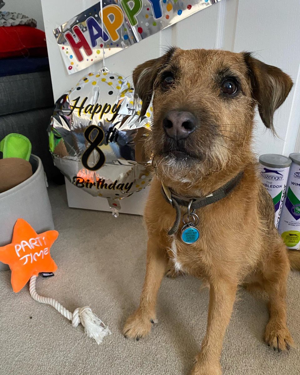 VinnyCook2's tweet photo. It’s my birthday!!! 8 today! #BTPosse #dogsoftwitter https://t.co/6U5Smf1RTU