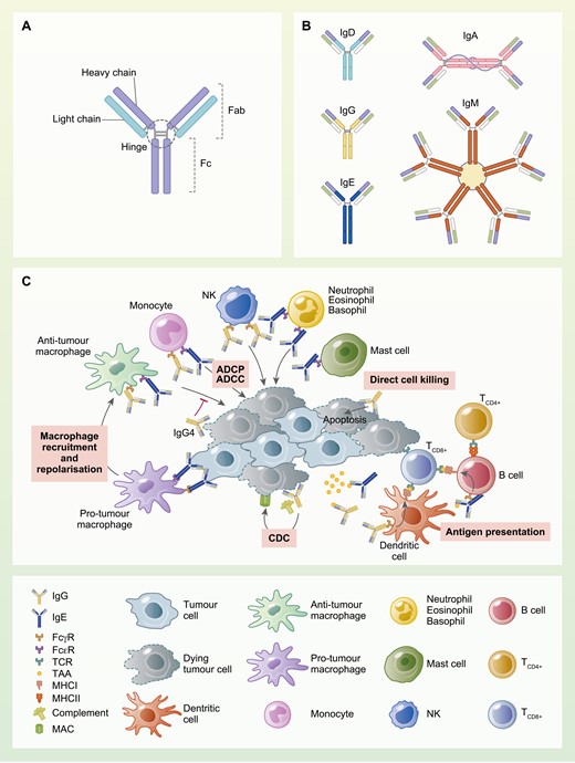 Interested in #antibodies as #biomarkers in #CancerResearch?

In this review, <a href="/MonroyIglesias/">Maria Jose Monroy Iglesias</a> et al. bring us up to date with the state-of-the-art in the field 👉bit.ly/3CcFfdG 

@MiekeVHR <a href="/SophiaKaragiann/">Sophia Karagiannis</a> <a href="/AidaSantaolalla/">aida santaolalla</a> @TOUR_KCL <a href="/KCL_Pharmacy/">King's College London Pharmacy 🌈</a>