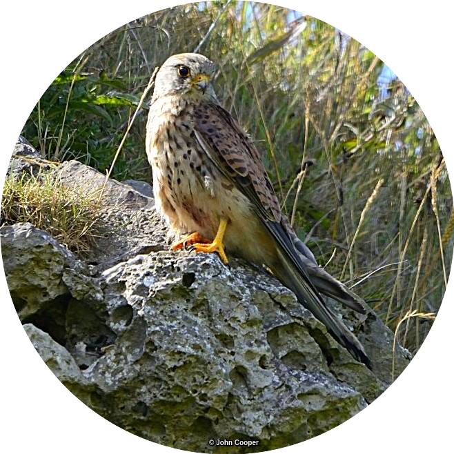 TheSuffolkMan's tweet photo. #Sprawk #Sparrowhawk #Birdsseenin2022 https://t.co/tQeD3paTw9