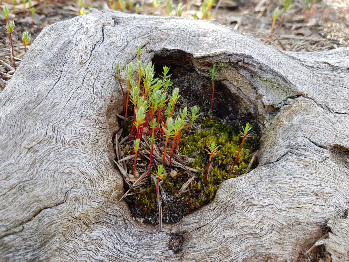 I recently finished my PhD #fieldwork investigating plant communities responses to #fire in a #restored #banksia woodlands chronosequence. Was awesome being fortunate enough to implement prescribed fire, and track responses for 1.5 years! Watch this space to learn what happened!