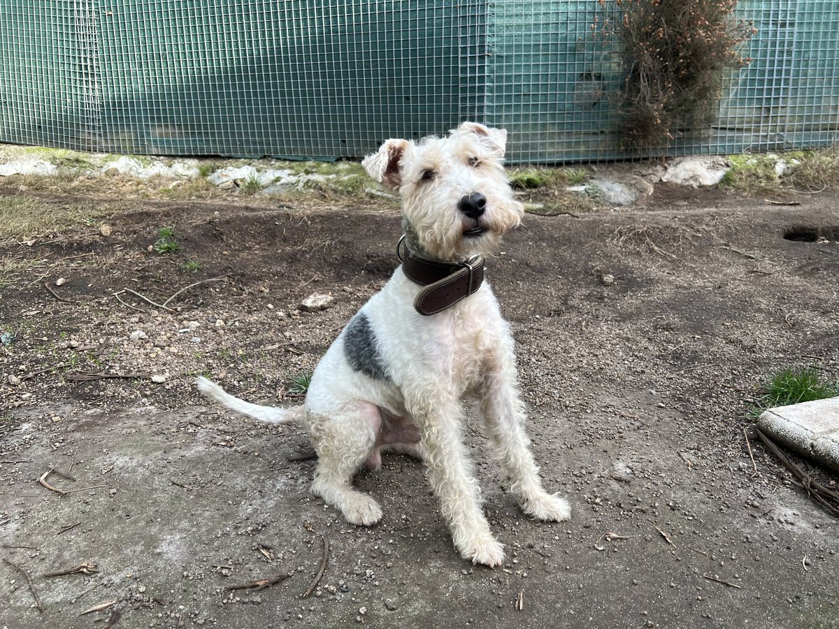 Pancho es un precioso Fox Terrier que acaba de cumplir siete añitos y está buscando una buena familia. Es activo, inteligente y cariñoso.

 Si quieres adoptar a Pancho escribe a asociacion@gatocan.com

📣 POR FAVOR DIFUNDID Y COMPARTID ¡𝗠𝗜𝗟 𝗚𝗥𝗔𝗖𝗜𝗔𝗦 𝗦𝗜𝗘𝗠𝗣𝗥𝗘!