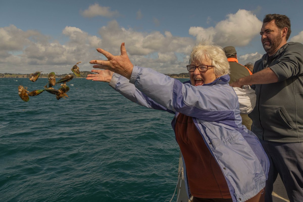 ReviveOurGulf's tweet photo. Today was something special.This morning we joined the Ngāti Manuhiri whānau and deployed the last barge load of kūtai in the biggest experimental mussel bed yet for Te Moananui-ā-Toi / The Hauraki Gulf (150 tonnes!).  #teauomorunga #shellfishrestoration #haurakigulf https://t.co/wph8Ak0irJ