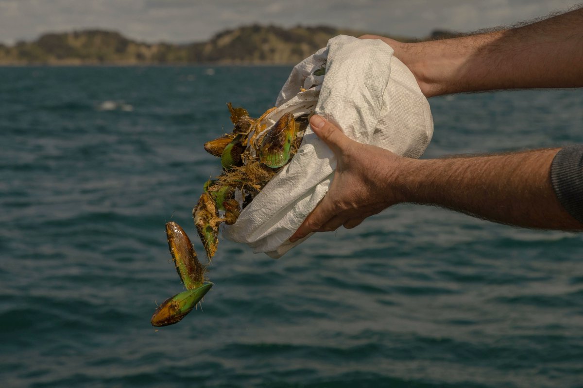 ReviveOurGulf's tweet photo. Today was something special.This morning we joined the Ngāti Manuhiri whānau and deployed the last barge load of kūtai in the biggest experimental mussel bed yet for Te Moananui-ā-Toi / The Hauraki Gulf (150 tonnes!).  #teauomorunga #shellfishrestoration #haurakigulf https://t.co/wph8Ak0irJ