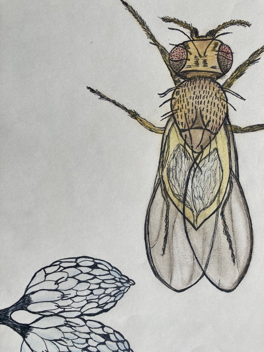 Eurico Morais-de-Sá tweet media