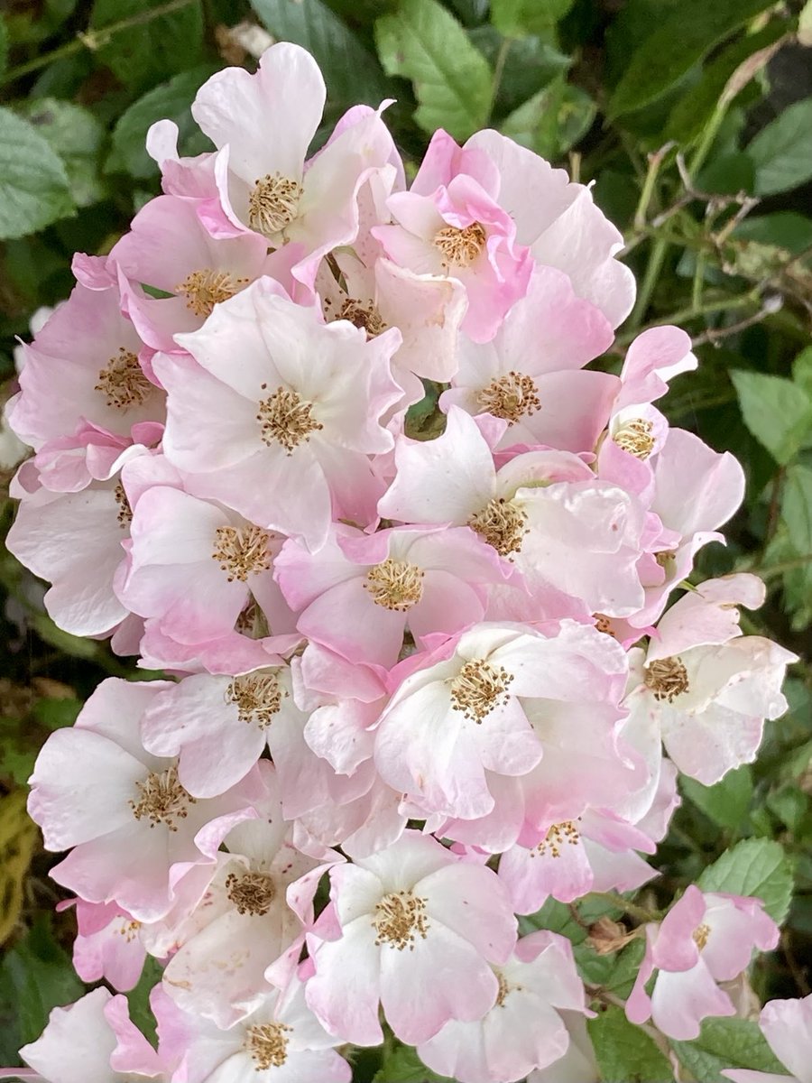 🤍🌸🤍😊
Summer in #mygarden #RoseWednesday