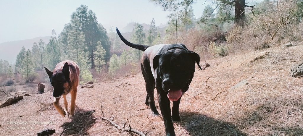 guerrilla1972's tweet photo. Me salen recuerdos de lo shiquitita que era y me encanta verla a ésa edad y como es ahora ya..
#PresaCanario #Malinois #NVBK https://t.co/mb7P8GS9vP