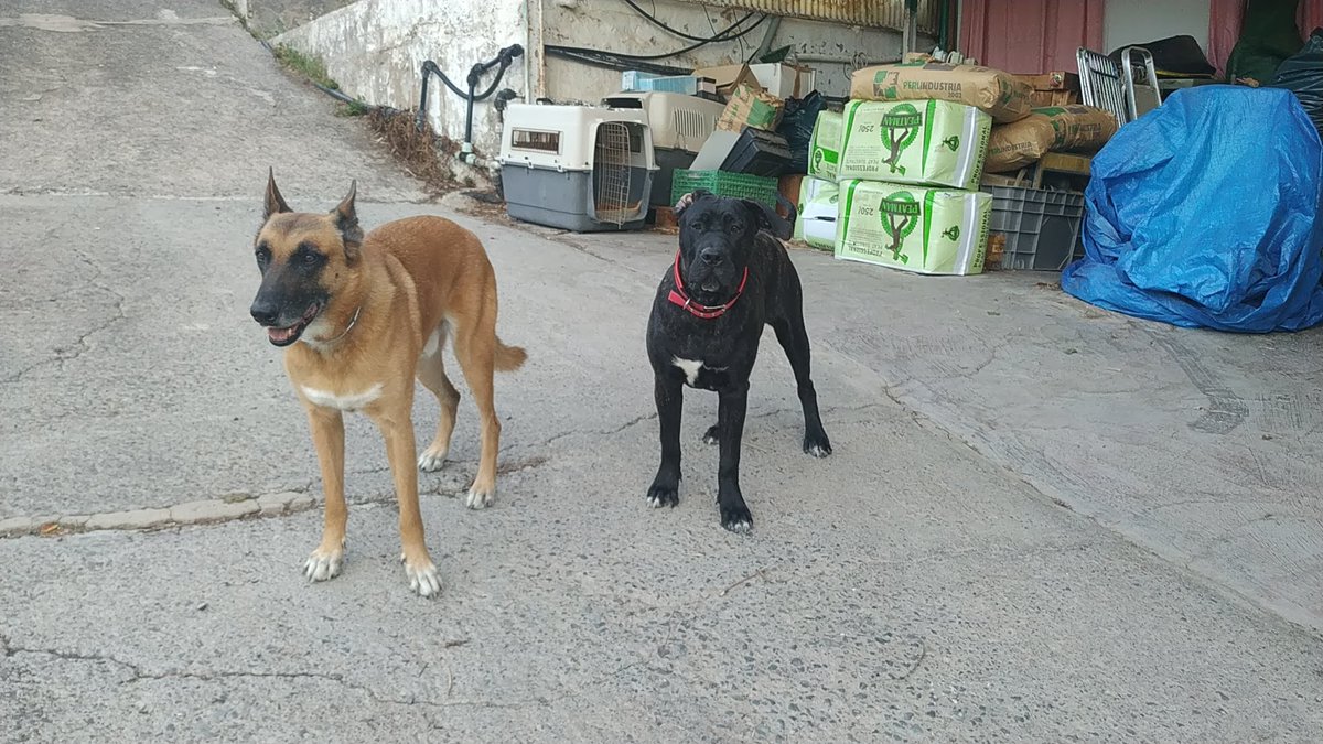 guerrilla1972's tweet photo. Me salen recuerdos de lo shiquitita que era y me encanta verla a ésa edad y como es ahora ya..
#PresaCanario #Malinois #NVBK https://t.co/mb7P8GS9vP