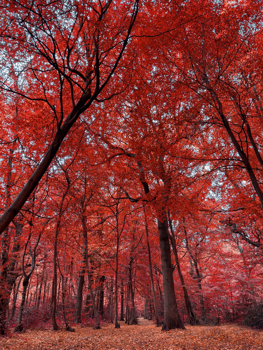 ImagesbyDA's tweet photo. Autumn has arrived 
 
#essex #essexlife  #picoftheday #essexphotographer #photography #essexcounty #longexposure #irphoto #irphotography #infrared #infraredphoto #infraredphotography #infrared_images   #exploringessex #fineart #landscapephotography #autumn #tree #redtree https://t.co/HpSnUbcKQs
