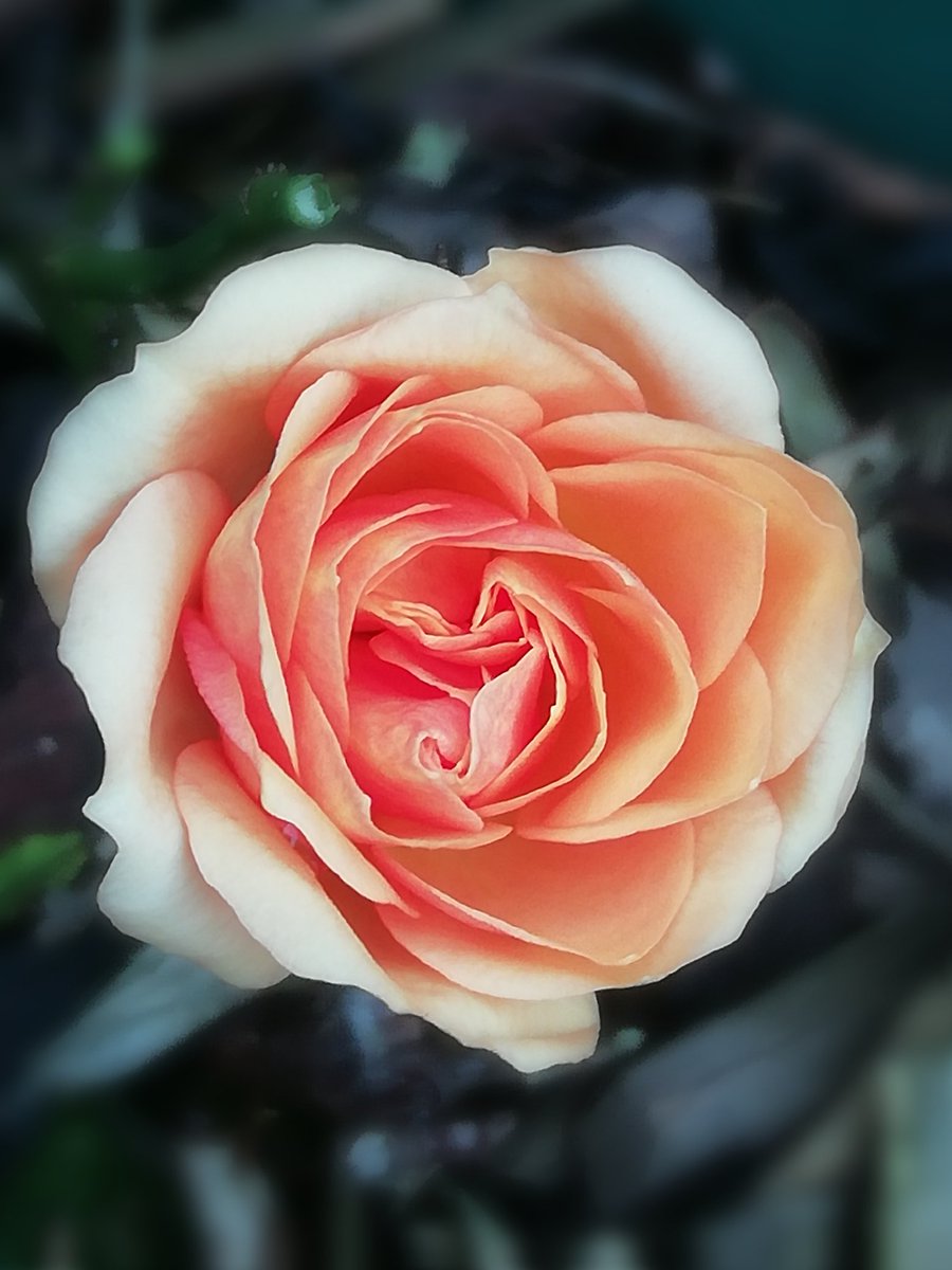 Good morning.
This is the last tea rose on this particular plant for this year.
#RoseWednesday