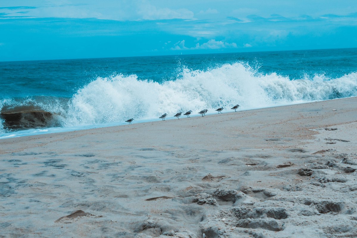 VootFlyUS's tweet photo. Outer Banks, North Carolina
https://t.co/9S7iO2Z1V8
#northcarolina #outerbanks #summer #weather #besttime #beaches #seafood #resort #location #adventure #activities #banks #travel #travelblog #travelindustry #traveler #trip #tripsupport #tripplanning #tripadvisor #vacation https://t.co/1rxJgHHvja