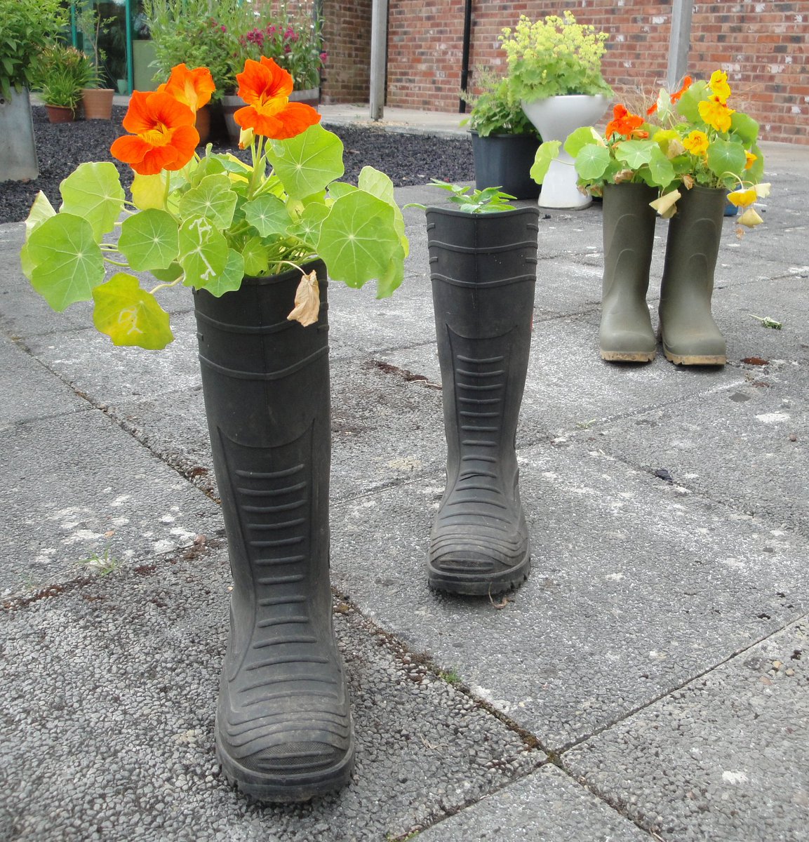 gardenorganicuk's tweet photo. Get #recycling in the #garden this #RecyleWeek (Oct 17-23)! ♻️ #Reuse egg boxes & yogurt pots for cress & microgreens. Wellies, plastic bottles & large food tins for strawberries. Toilet roll tubes can be used for deeper-rooted seedlings such as beans. https://t.co/omXrTbScGB