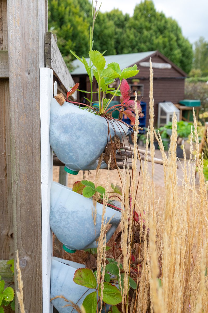 gardenorganicuk's tweet photo. Get #recycling in the #garden this #RecyleWeek (Oct 17-23)! ♻️ #Reuse egg boxes & yogurt pots for cress & microgreens. Wellies, plastic bottles & large food tins for strawberries. Toilet roll tubes can be used for deeper-rooted seedlings such as beans. https://t.co/omXrTbScGB