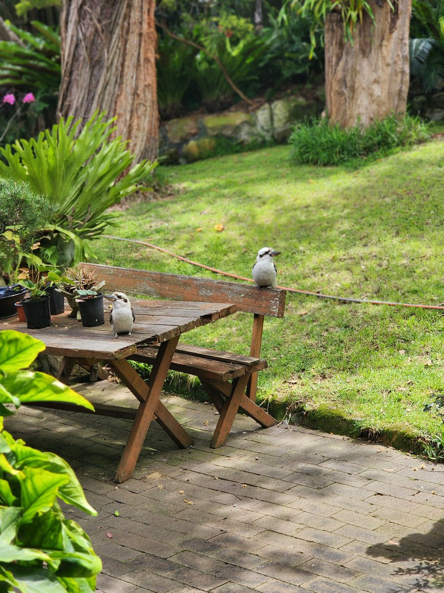 ChefJeffOCE's tweet image. Twitter be something else this evening. So here's a picture of some kookaburras that I took yesterday.