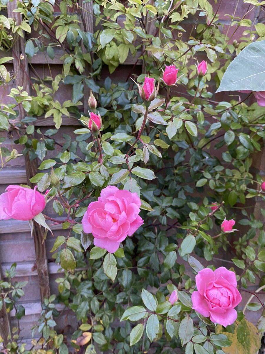 Rosa ‘star performer’ performing very well up a short trellis against my garage wall #RoseWednesday #rose