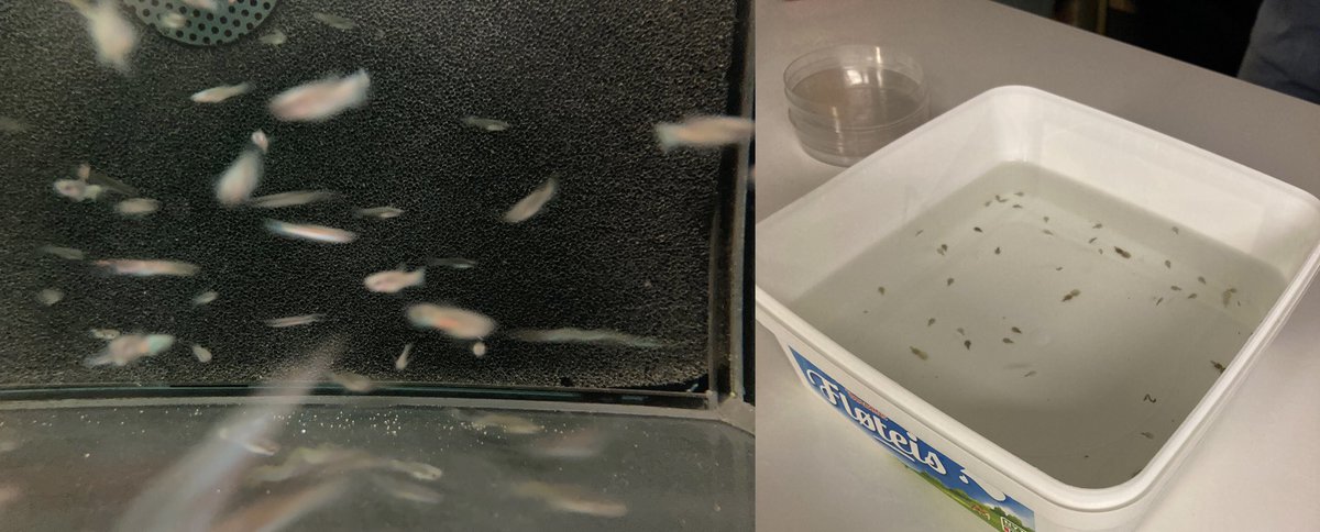 bdzpau's tweet image. 8th graders from @ISBergen visiting #guppy and #ParAnthropE salmon lice labs @EvoFish_UiB @BioUiB #sciencechat #sciencecomm #scicomm @AMennerat