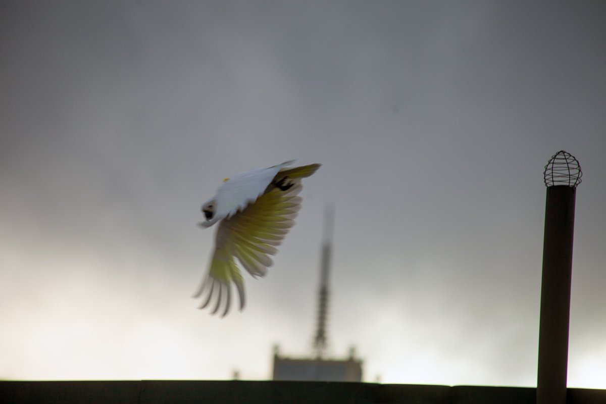 TomMasseyActor's tweet photo. #Sydney #Cockatoo Lawrence (025) off on an evening flight. #WingTagsProject #BigCityBirds #BirdingAtHome #BirdsInBackyards #BirdsOfTwitter https://t.co/QdQE4XtQzn
