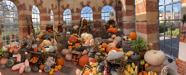 Can you spot the hidden pumpkins in the Orangery at Tyntesfield ? Tbh it took me a while to see them.