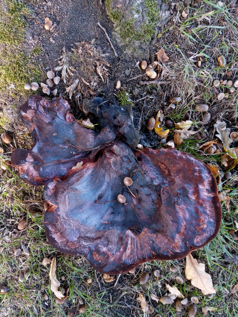 Bea Atkinson tweet media