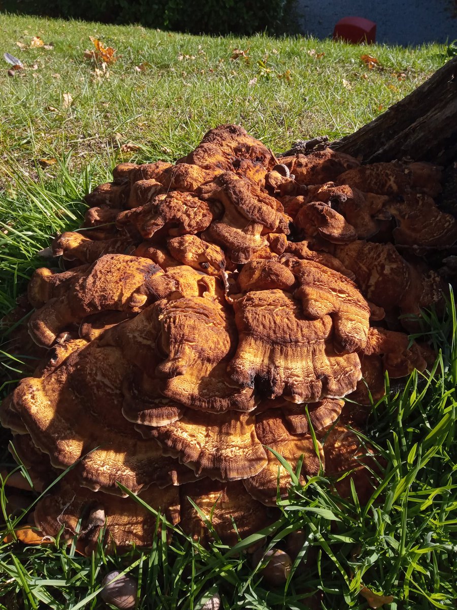 Bea Atkinson tweet media