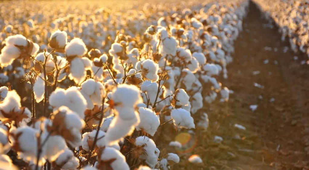 TARIM ANALİZ günü!

Pamuk fiyatları talepteki daralmanın da etkisiyle beklentinin altında

Üretici haklı olarak üstlendiği maliyetin karşılığını istiyor

Aksi takdirde seneye pamuk ekim alanı ve üretimi düşecek

Pamuk ithalatı 2.5 milyar $ 

⏰12:30'da <a href="/BloombergHT/">Bloomberg HT</a>'de konuşacağız