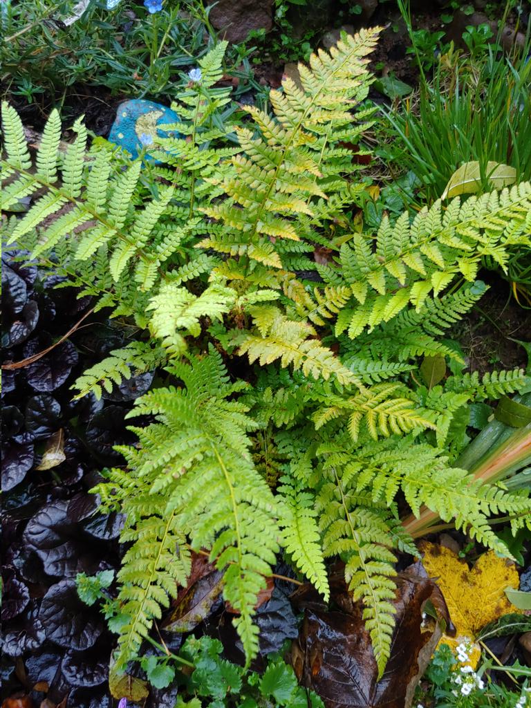 Rescued this fern when it was size of my baby finger and being crushed by brambles. Transplanted it to better spot and now look at it. Just needed a better environment to thrive; just like many #ActuallyAutistic people do. Nature teaches us how to do it.