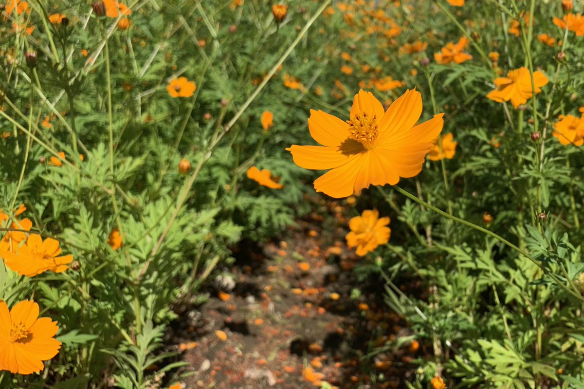 Mametibmy's tweet photo. 綺麗だった🌼🌳

#生駒高原
#コスモス 
#キバナコスモス 
#秋 https://t.co/CzxeqR0erp