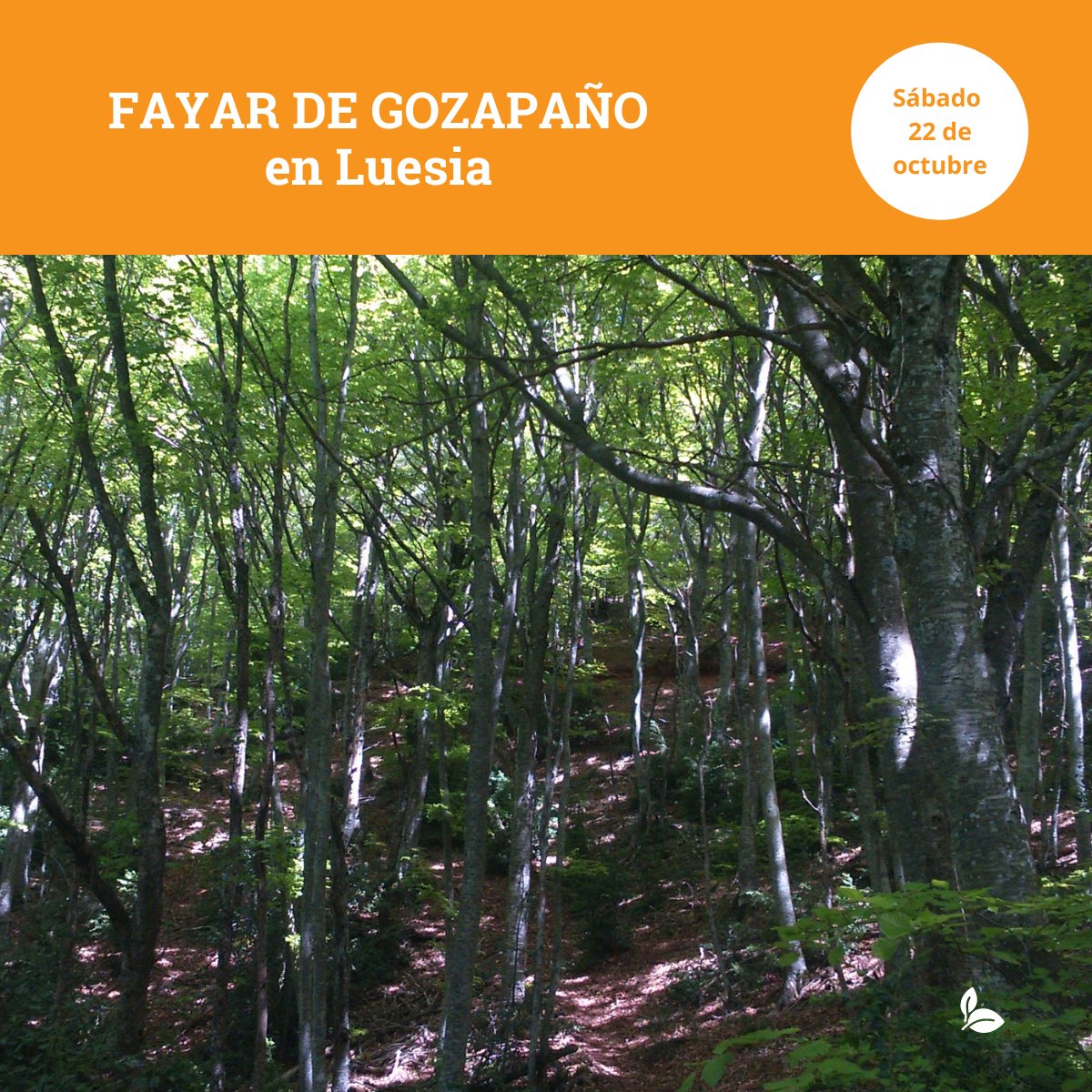 🌲 ¿Te apuntas mañana a la 𝗤𝘂𝗲𝗱𝗮𝗱𝗮 𝗡𝗮𝘁𝘂𝗿𝗮𝗹 🍁

🚶Fayar de Gozapaño en Luesia
😀 Es 𝗴𝗿𝗮𝘁𝘂𝗶𝘁𝗮
🖊️ 𝗶𝗻𝘀𝗰𝗿𝗶𝗯𝗶𝗿𝘁𝗲 acortar.link/qrLF3I

🌐 prepyr365.com/blog/quedadas-…