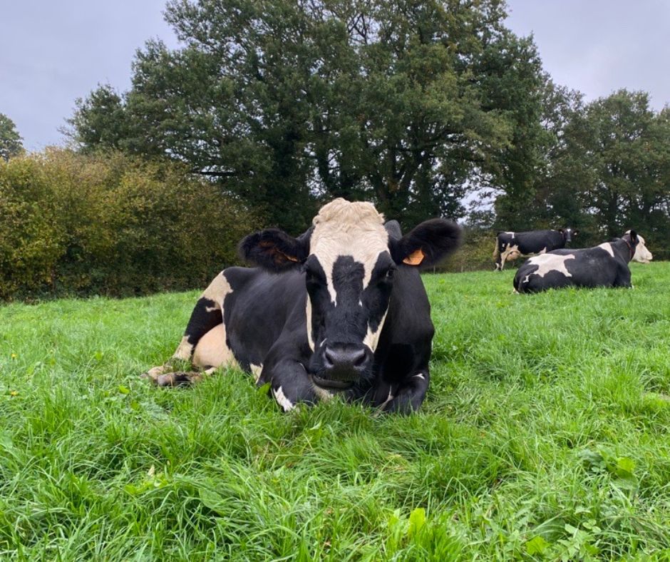 De retour sur le terrain, aux côtés des éleveurs de l’APBO pour une journée de tournage sur deux exploitations en Mayenne 🎥🐮  
👉Au programme : Création de nouveaux formats #vidéos pour mettre en valeur les engagements et les bonnes pratiques du cahier des charges <a href="/MonBBlait/">MonBBlait</a> ✅