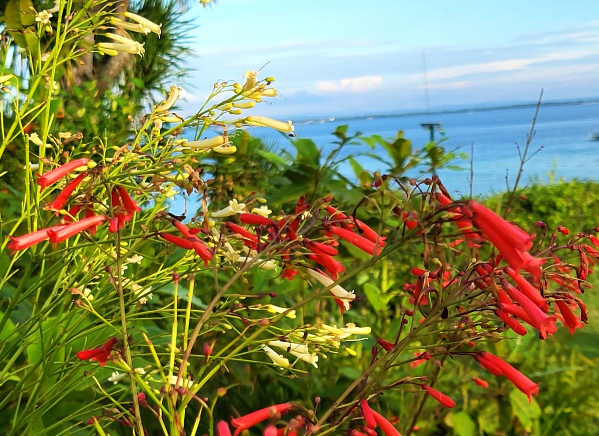 iopphilippines's tweet photo. Flowers of the Philippines. Russelia equisetiformis has a few common names like "Fountainbush", "Firecracker plant" and "Coral plant". They bloom year round in our tropical climate. 
#Russeliaequisetiformis #fountainbrush #firecrackerplant #coralplant #tropicalplants #Philippines https://t.co/7ugxmwYx4h
