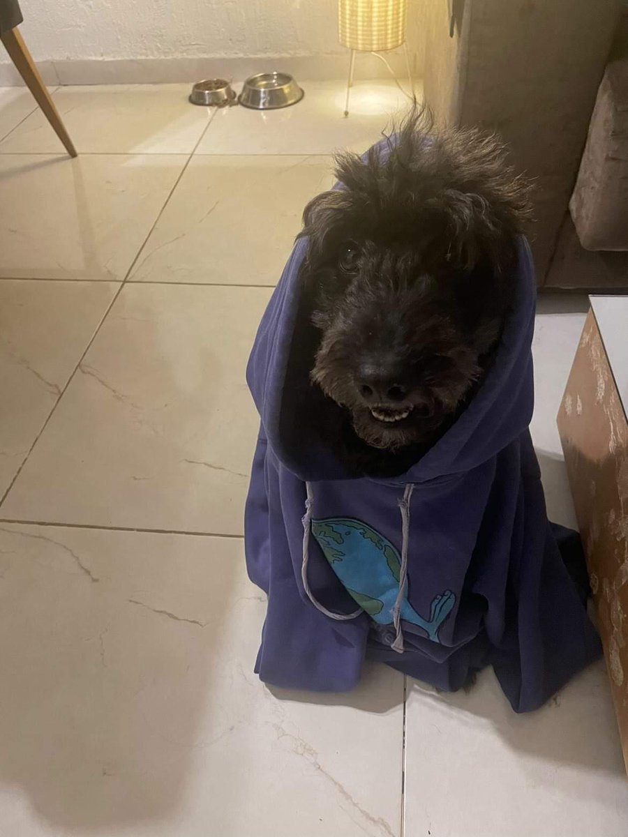 HelenaKosta's tweet photo. Como melhor meu dia.... 
Meus amigos me mandando foto dos bichinhos deles .... 😍😍😍

Lila gostosa 😍💕 https://t.co/Kd8VC0witx